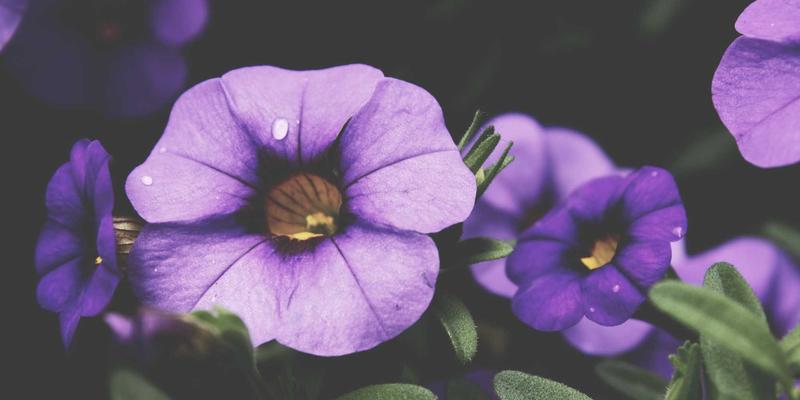 从将相家训到现代商道:黄酒酿造工艺中蕴含的千年教育智慧与商务用酒新境界